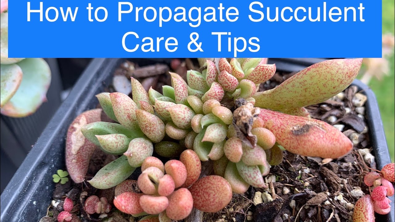 How to Propagate Succulents from Leaves || Care & Tips || SINOCRASSULA ...