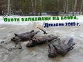 Охота капканами на бобра...  Декабрь 2019 года