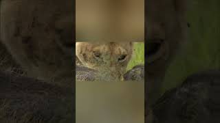Savage Showdowns: Wild Animal Fights