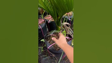 Cây Cau lùn tứ quý mập đẹp | 0386569374 - Ngọc Ngân Bến Tre | Chuyên cây độc lạ