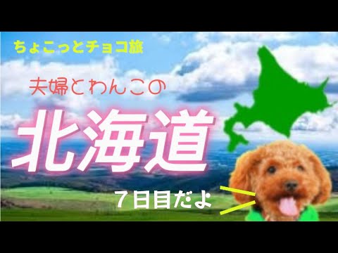【チョコ旅】夫婦とわんこの北海道旅行７日目～洞爺湖から函館へ！グルメ三昧の一日です!!