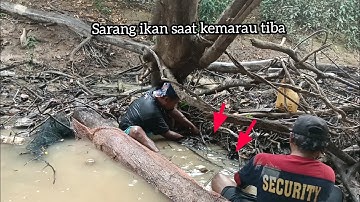 MENANGKAP IKAN DENGAN TANGAN KOSONG‼️ KEMARAU TIBA SAATNYA KITA BERBURU IKAN DI SUNGAI KERING