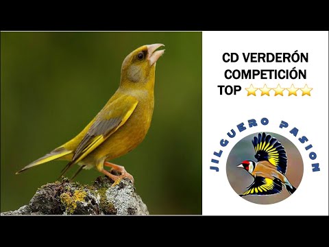 VERDERÓN CD CANTO COMPETICIÓN ⭐️⭐️⭐️⭐️⭐️ SÍGUEME EN MUNDO JILGUERO 🚩☺