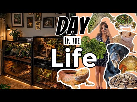 A Day in My Life With 40 + Pets 🐍🦎 |