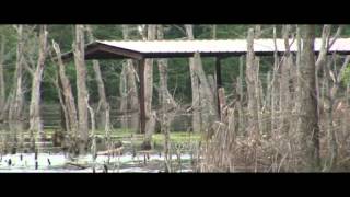 Sulpher Bluff Timber Lake: Video Tour