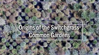Origins of the Switchgrass Common Gardens