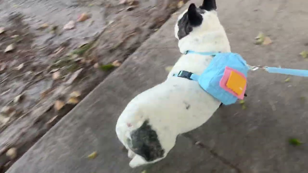 Taking a walk with my dog ​​and his backpack