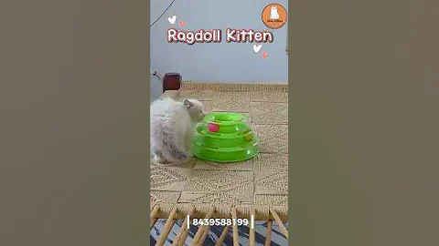 Video 11707111: kitten blue eyes, healthy kittens, kitten home