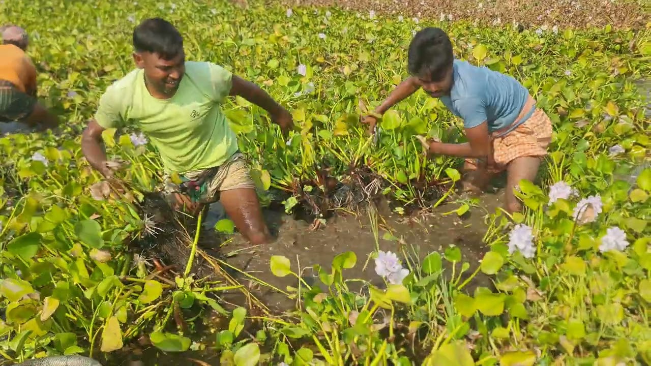 কচুরিপানা পরিষ্কার করে মাছ শিকার করছে, চালচিত্র টিভি 