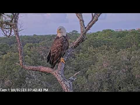 Beautiful Gabby and V3 American Eagle Foundation NEFL Cam 1 - Live Bald