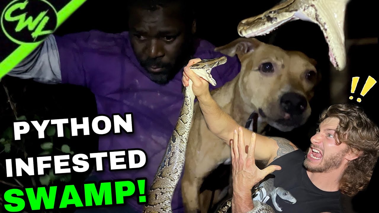 Dog Rescued from PYTHON infested SWAMPS! - YouTube