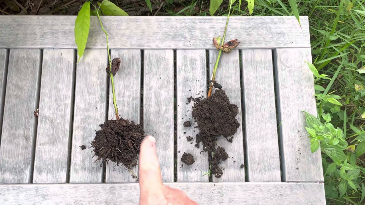 Starting tropical fruit seeds in pure cow manure or biodynamic compost, which is better?