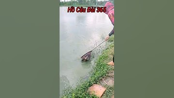Short |cá chép |Hồ Câu Đài 365