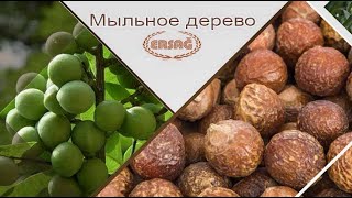 видео: Мыльное дерево или Сапиндус, природное мыло картинка: Мыльное дерево или Сапиндус, природное мыло