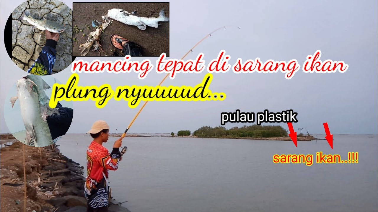 mancing di sarang ikan,muara cirebon