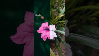Photo editing |Flower photos |photo editing apps screenshot 3