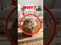 Stop BUYING Cat Beds! Why Cats Actually Prefer Boxes #shorts