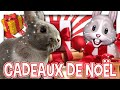 LES CADEAUX DE NOËL DE NOTRE LAPIN SÉOUL !