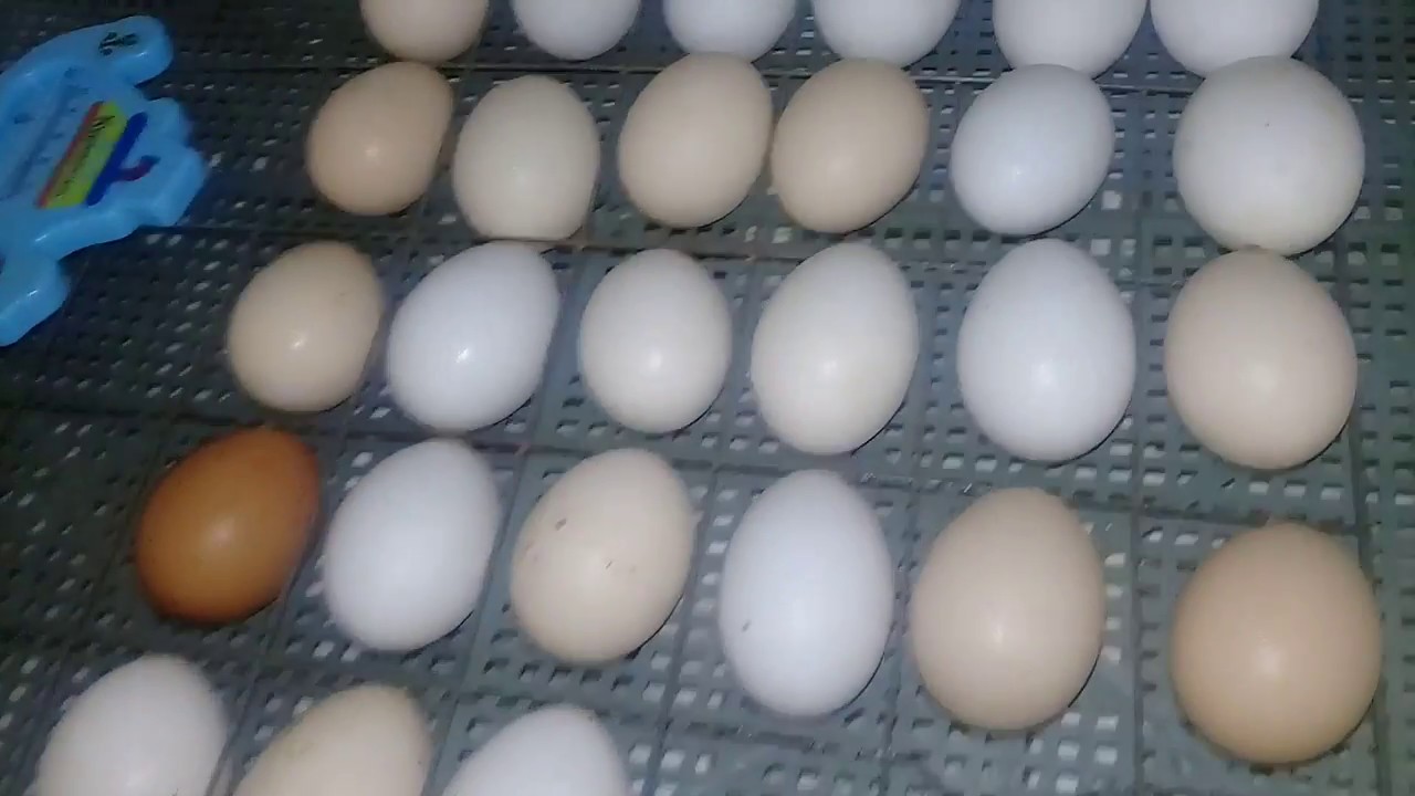 Куплю яйца кур для инкубатора. Инкубатор куриных яиц Несушка. Инкубация утиных яиц Агидель. Укладка куриных яиц в инкубатор. Сетка для инкубатора Несушка для утиных яиц.