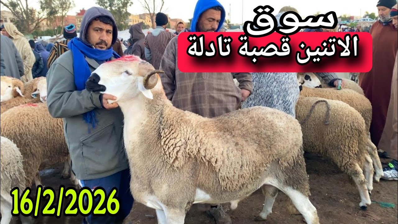 مباشرة من سوق الاتنين قصبة تادلة 16/أ/2026 مع التمن الحولي و النعجة و حولية 🐑🐑🇲🇦