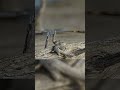 Did You See It? The Secret Shapes of Driftwood Beach