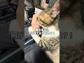 離れたがらないネコが可愛すぎる