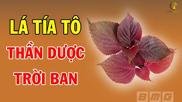 Bất ngờ 8 CÔNG DỤNG MỚI của lá tía tô, Người Việt Ăn Mừng Khi Biết Điều Này