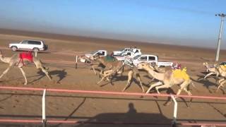شاهين ل هلال رشيد العنزي ينتزع شوط القعدان الحقايق الثاني بالقصيم التوقيت  