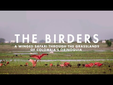 द बर्डर्स | कोलंबिया के ओरिनोक्विया के घास के मैदानों के माध्यम से एक पंख वाली सफारी।