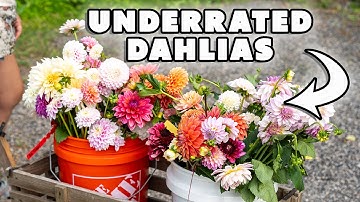 25 Dahlia Varieties That Might Be Your New Favorites!
