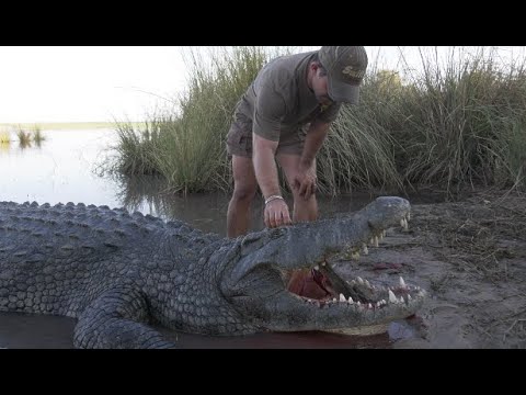 Monster Crocodile - This is Africa TV