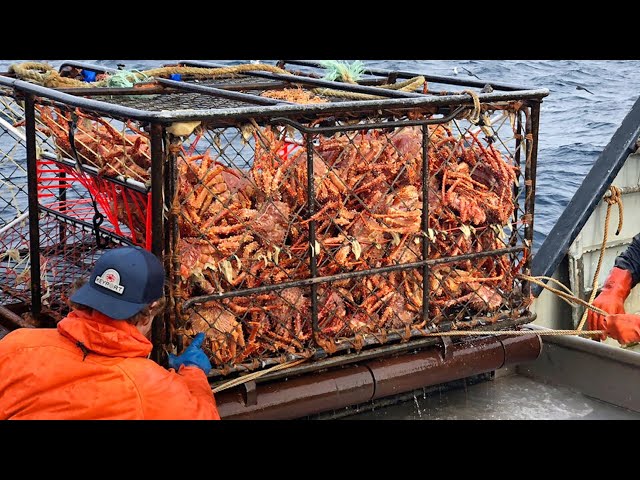 Amazing Catch Hundreds Tons Alaska King Crab With Modern Big Boat - Amazing Crab Fishing on the sea class=