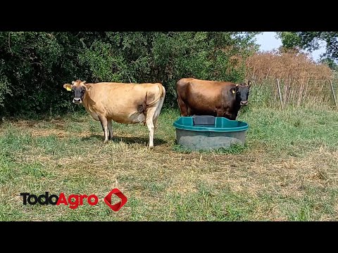 Bienestar animal: los pilares de un sistema orgánico