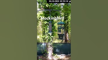 Mockingbird #mockingbird #shortsfeed #shortsvideo #shortsviral #short #shorts