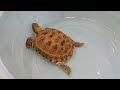 Среднеазиатская черепаха Гаврюша. Новый питомец🥰😍