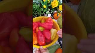 № 1 ПЕРЕЦ С КАПУСТОЙ/ТАКОЙ ПЕРЕЦ, ТОЛЬКО ДЛЯ ПОЧЕТНОГО ГОСТЯ/ КАЗАХСТАН/@ АЛЛА КОРБУТ. ВКУСНАЯ КУХНЯ