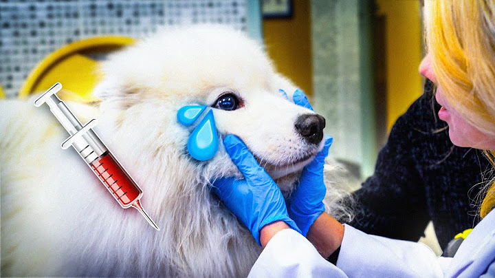 What They Say: DOGS AT THE VET 🐶💉 | Zoo Crew