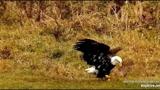 Decorah Eagles North Nest: Juvenile Eagle and Sub-adult (?) Visit Decorah North. 15 Nov 2021