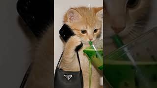 #cat #cute #comedy #ai #kitten #itgirl