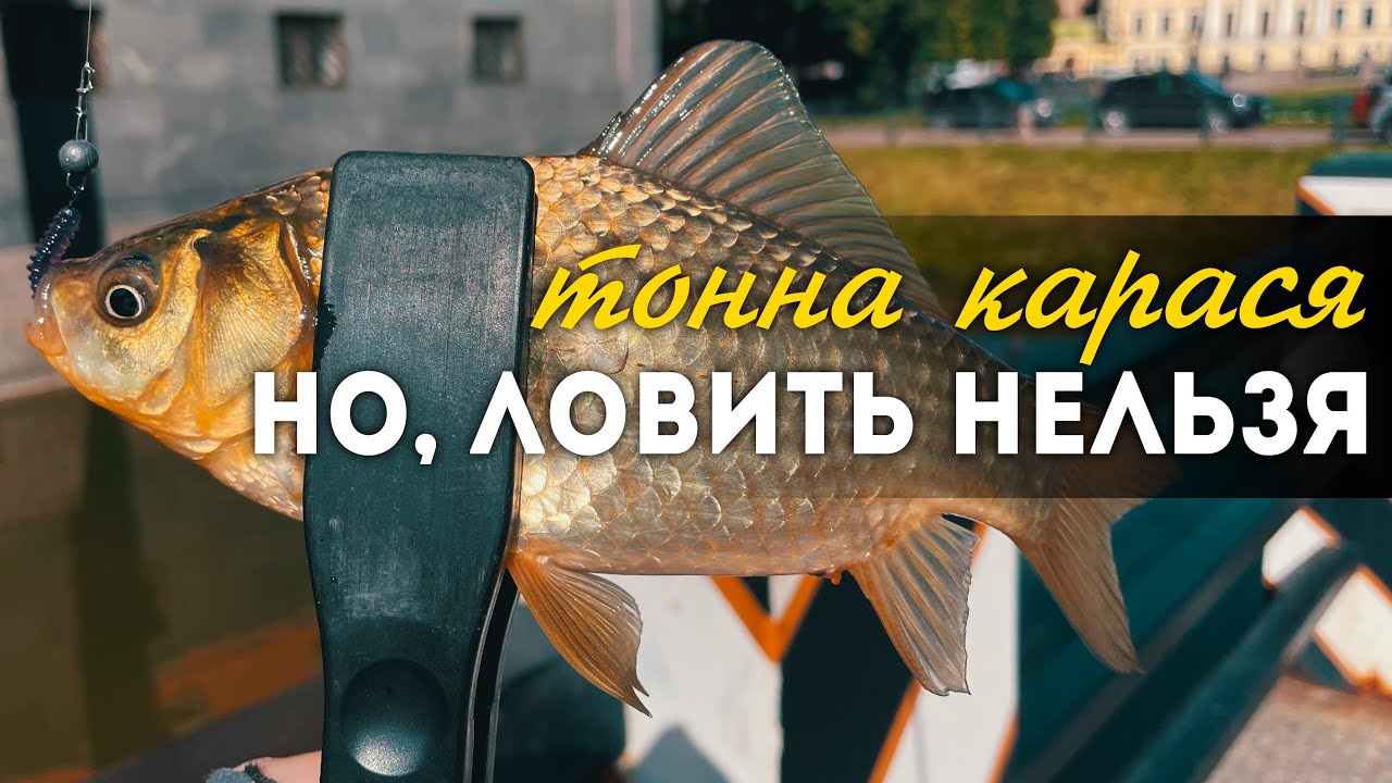 Карась в центре Питера. Охрана выгнала, но я успел поймать! Уличная рыбалка с приключениями