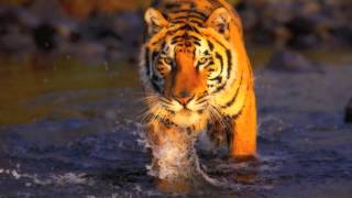 Siberian Tiger(Original Mix) - ARMAS
