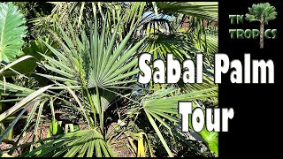Sabal Birmingham, Brazoria, Palmetto, Louisiana, Minor 1 Year Later