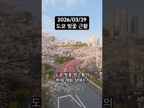 2026년 3월 29일 도쿄 벚꽃 명소들의 개화 상태
