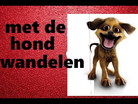 Video: Top 5 Redes Waarom U 'n Hond Moet Aanneem