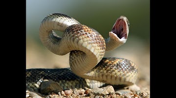 King Cobra ||Big Snake Trap || Boy Build Snake-Trap Jungle.