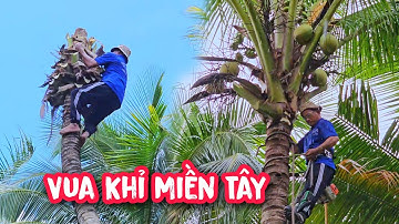 Vua Khỉ cùng đồng nghiệp cưa Dừa thì bỗng nhiên có cơn mưa lớn ào tới trở tay không kịp.