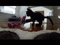 Kitten goes wild for GoPro