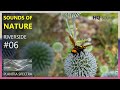 Calming Riverside Views with Natural Ambient Sounds | HQ Sounds of Nature | 4K 60fps HDR