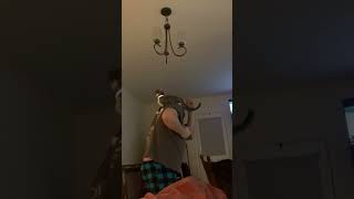 Playful Cat's Mesmerizing Fixation with the Light