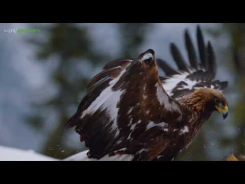 Trailer-voorbeeld van Planet Earth II